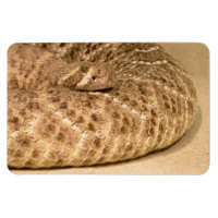 crotale de diamondin