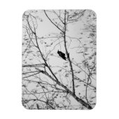 Magnet Flexible Crow dans un Birch Tree (Vertical)