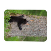 Magnet Flexible Cube d'ours noir | Great Smoky Mountains (Horizontal)