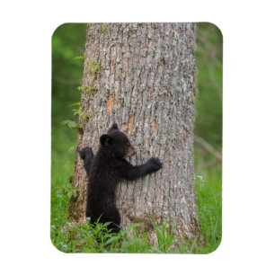 Magnet Flexible Cube d'ours noir Great Smoky Mountains