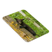 Magnet Flexible Cube d'ours noir | Minnesota (Côté Droit)