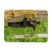 Magnet Flexible Cube d'ours noir | Minnesota (Horizontal)