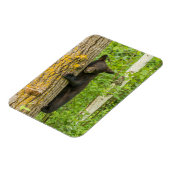 Magnet Flexible Cube d'ours noir | Minnesota (Côté Gauche)