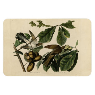 Magnet Flexible Cuckoo à bec jaune - Audubon's Birds of America