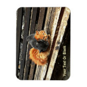 Magnet Flexible Cuisses Catnap (Vertical)