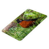Magnet Flexible Curieux oiseau-chanteur américain Robin dans l'her (Côté Gauche)