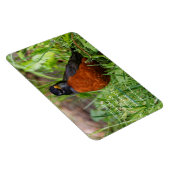 Magnet Flexible Curieux oiseau-chanteur américain Robin dans l'her (Côté Droit)