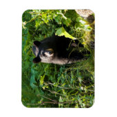 Magnet Flexible Curieux ours noir (Vertical)