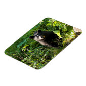 Magnet Flexible Curieux ours noir (Côté Gauche)
