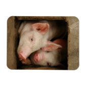 Magnet Flexible Curious Piglets (Horizontal)