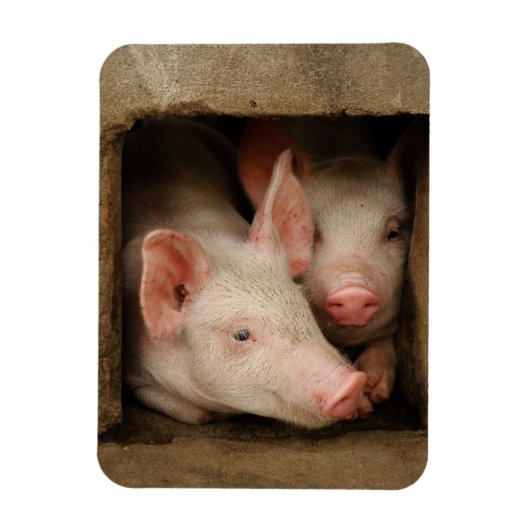 Magnet Flexible Curious Piglets (Vertical)