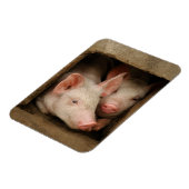 Magnet Flexible Curious Piglets (Côté Gauche)