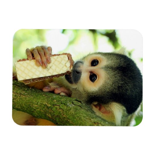 Magnet Flexible Cute Baby Squerrl Monkey Eating a Wafer Biscuit (Horizontal)