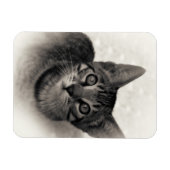 Magnet Flexible Cute Bengal Kitten (Horizontal)