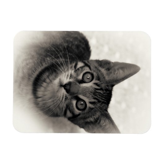 Magnet Flexible Cute Bengal Kitten (Horizontal)