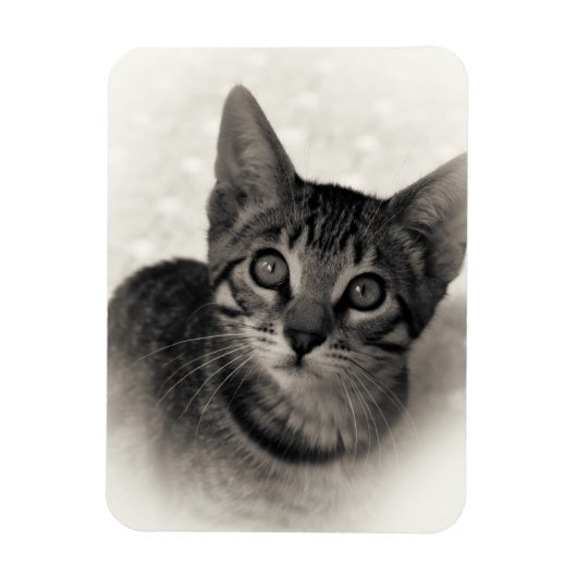 Magnet Flexible Cute Bengal Kitten (Vertical)