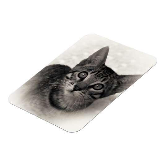 Magnet Flexible Cute Bengal Kitten (Côté Gauche)