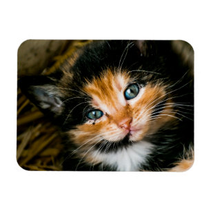 Magnet Flexible Cute calico kitten with blue eyes