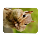Magnet Flexible Cute Cheeky Chipmunk (Horizontal)