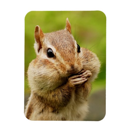 Magnet Flexible Cute Cheeky Chipmunk (Vertical)