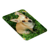 Magnet Flexible Cute Chihuahua dans la prairie (Côté Droit)