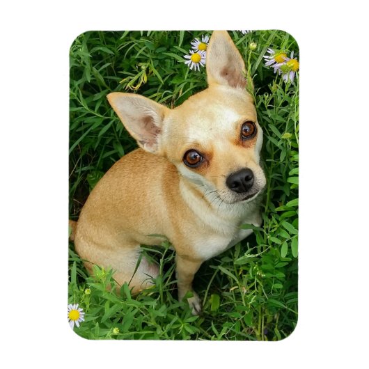 Magnet Flexible Cute Chihuahua dans la prairie (Vertical)