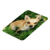 Magnet Flexible Cute Chihuahua dans la prairie (Côté Gauche)