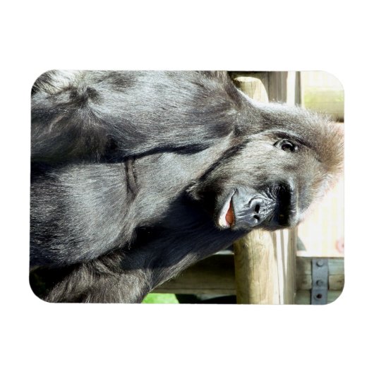 MAGNET FLEXIBLE CUTE GORILLA (Horizontal)