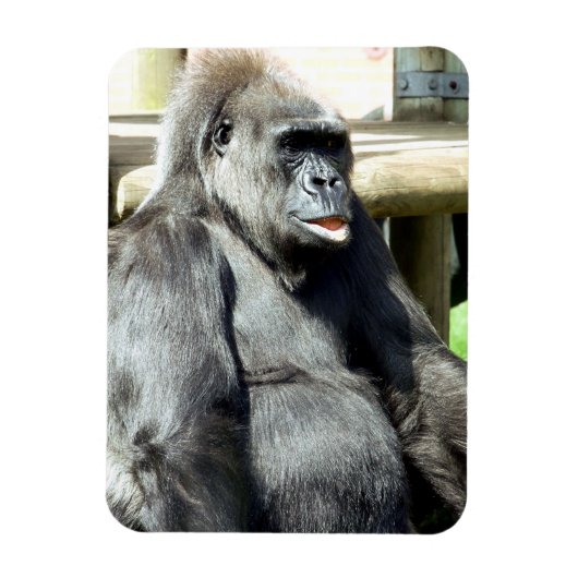 MAGNET FLEXIBLE CUTE GORILLA (Vertical)