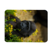 Magnet Flexible Cute Gorilla Baby (Horizontal)