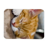 Magnet Flexible Cute Kitten (Horizontal)