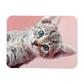 Magnet Flexible Cute kitten with blue eyes. (Horizontal)