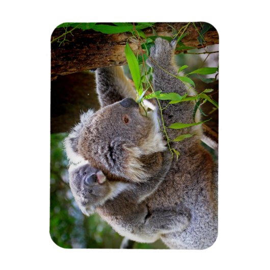 Magnet Flexible Cute Koalas (Vertical)