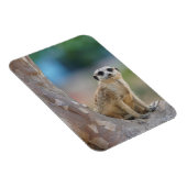 Magnet Flexible Cute Meerkat Sat sur arbre (Côté Droit)