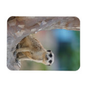 Magnet Flexible Cute Meerkat Sat sur arbre (Horizontal)