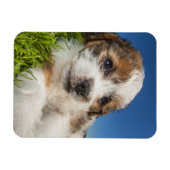 Magnet Flexible Cute puppy dog (Horizontal)