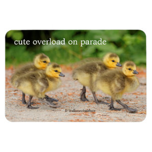 Magnet Flexible Cuteness on Parade: Canada Goose Goslings