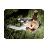 Magnet Flexible Cutest Baby Animals | Beagle Puppy (Horizontal)