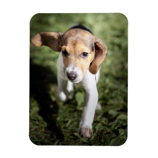 Magnet Flexible Cutest Baby Animals | Beagle Puppy (Vertical)