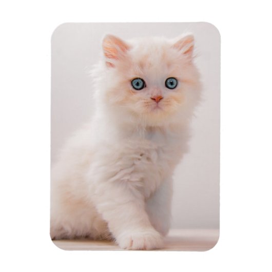 Magnet Flexible Cutest Baby Animals | Blue Eye Kitten (Vertical)