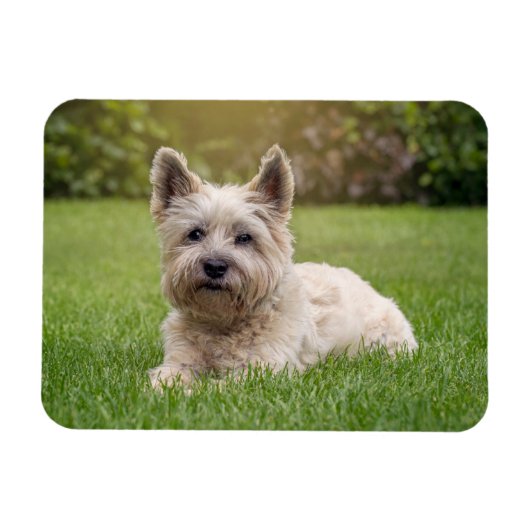Magnet Flexible Cutest Baby Animals | Cairn Terrier Dog (Horizontal)