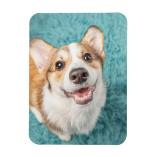 Magnet Flexible Cutest Baby Animals   Cute Corgi Puppy Smile