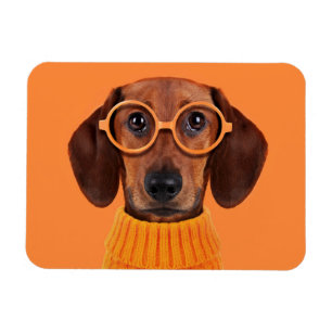 Magnet Flexible Cutest Baby Animals   Dachshund Orange Sweater