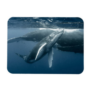 Magnet Flexible Cutest Baby Animals   Humpback Whale Calf