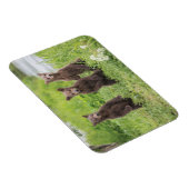 Magnet Flexible Cutest Baby Animals | Kamchatka Brown Bear Cubs (Côté Droit)