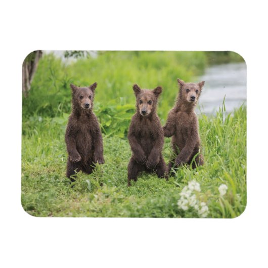 Magnet Flexible Cutest Baby Animals | Kamchatka Brown Bear Cubs (Horizontal)