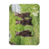 Magnet Flexible Cutest Baby Animals | Kamchatka Brown Bear Cubs (Vertical)