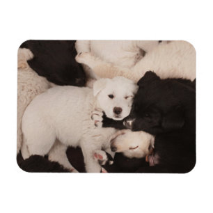 Magnet Flexible Cutest Baby Animals Pile of Puppies