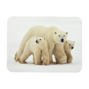 Magnet Flexible Cutest Baby Animals Polar Bear Family