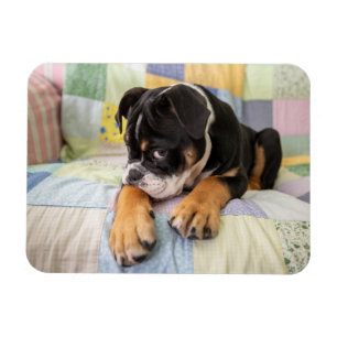 Magnet Flexible Cutest Baby Animals   Shy Old English Bulldog